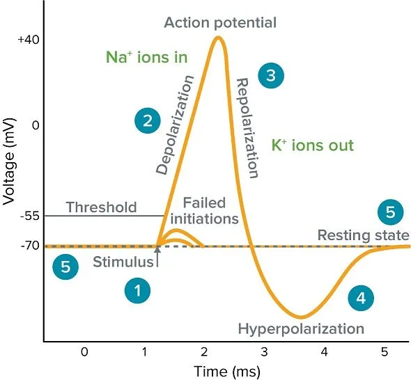 Action potential graph